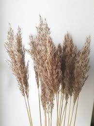 23 Golden Feather Reed Grass Decorative Plumes Natural Feather Reed Grass Feather Grass Grass Decor