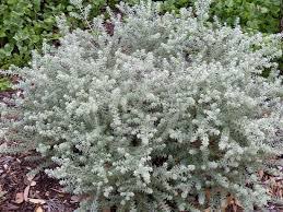 Image result for Westringia