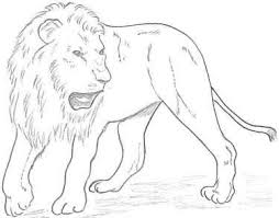 Lion Pencil Drawing Pencil Drawings Lion Drawing Pencil Drawings For Beginners