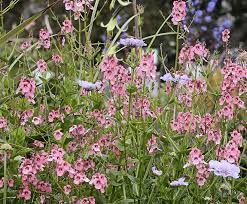 Image result for Diascia