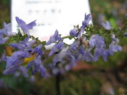 Image result for Isodon ramosissimus