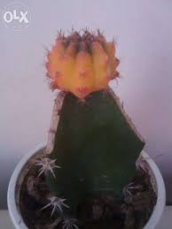 It was showing signs of rot, another casualty of the cold, wet. Grafted Moon Cactus All Colors Gymnocalycium Mihanovichii Friedrichii Commonly Known As Hibotan Or Moon Cactus These Seedlings Chlorophyll Body Colour