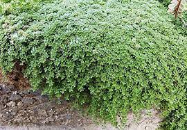 Amazon Com Elfin Thyme Plant Thymus Minus World S Smallest Thyme Live Plant 3 Pot Herb Plants Garden Outdoor Planten Tuin Bloemen