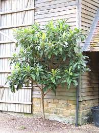 Image result for Eriobotrya