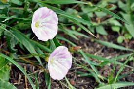 Image result for Convolvulus goyderi