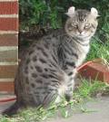 Highlander Kittens Available from an ethical breeder. – VA ...