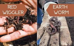 Worm compost is by many people wrongly referred to as worm castings. What Are Worm Castings All About Nature S 1 Fertilizer No Waste Nutrition