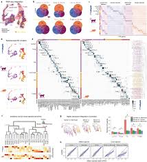 Replace figure with one that includes all muscles from table for example figure 10.7 from marieb or 9.8 from amerman. Evolution Of Cellular Diversity In Primary Motor Cortex Of Human Marmoset Monkey And Mouse Biorxiv