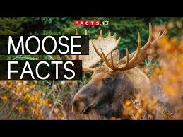 Each have won olympic medals in the recent past. 50 Incredible Moose Facts About The World S Largest Deer Species