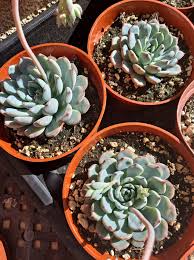 Image result for Humularia minima