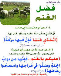 فضل تربية الغنم islam hadith perfect boiled egg