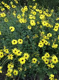 Check spelling or type a new query. Encelia Californica California Bush Sunflower Seed Theodore Payne Foundation Store