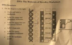 Have your dna and eat it too. Solved Dna Structure On The Diagram To The Right Circle Chegg Com