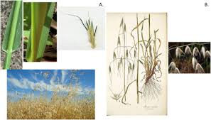 Image result for Avena byzantina