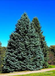 The best time to prune or trim trees and shrubs is during the late winter while they're dormant. Choosing Evergreens For Your Landscape Umn Extension