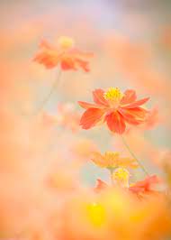 Orange Cosmos Field Cosmos Flowers Flowers Photography Flower Backgrounds