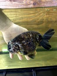 江戸 錦 選び方