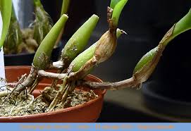 Image result for Bulbophyllum unifoliatum