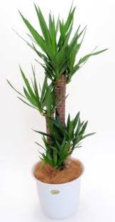ユッカ エレファンティペス 青年の木 観葉植物 レンタル グリーンフォエバー 東京 千葉 埼玉