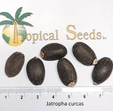 Image result for Jatropha curcas