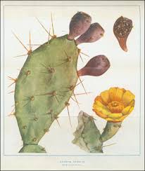 Not sure why it's called road kill cactus. Prickly Pear Queensland Historical Atlas