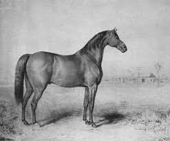 Check spelling or type a new query. Thoroughbred And Soundness