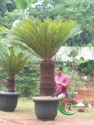 Selain dijadikan sebagai tanaman hias di pekarangan rumah, beberapa jenis cemara juga bisa dijadikan sebagai bonsai. Jual Pohon Sikas Di Bogor Tanaman Sikas Murah Nuansa Indah