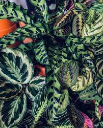 Image result for Marantaceae