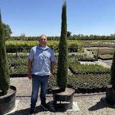 Image result for Cupressus sempervirens