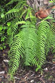 Image result for Polypodiaceae