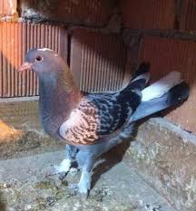 Adel Mohamed Adli Kullanicinin Guvercin Pidgeon Panosundaki Pin Evcil Hayvanlar Hayvanlar Guzel Kuslar