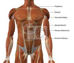 Usually provokes laughter in others; Male Front Torso Muscle Chart Fototapete Fototapeten Medicals Deltoid Bauch Myloview De