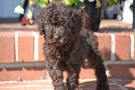We did not find results for: Mini Labradoodle Puppies