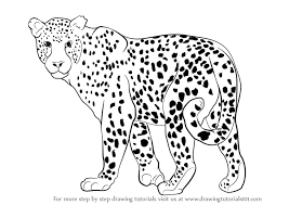 Check spelling or type a new query. Learn How To Draw A Leopard Zoo Animals Step By Step Drawing Tutorials