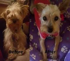 There are several standard cuts for yorkies and innumerable variations and designer styles, too. Different Yorkie Haircut Styles Yorkshire Terrier Information