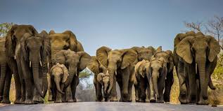 Kubwa Five Safaris - Kampala - Safarigo