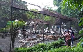 Lembang park & zoo merupakan salah satu tempat wisata di lembang, jawa barat, yang sudah dibuka kembali untuk wisatawan. Kebun Binatang Surabaya Kbs Tiket Area Satwa Agustus 2021 Travelspromo