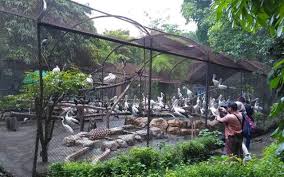 Apakah taman buaya buka : Kebun Binatang Surabaya Kbs Tiket Area Satwa Mei 2021 Travelspromo