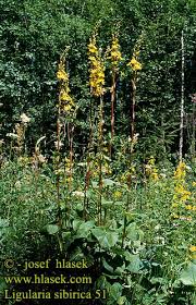 Image result for Ligularia sibirica