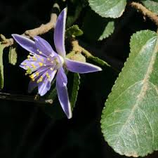 Image result for Grewia stolzii