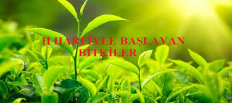 H Harfiyle Baslayan Bitkiler Mmsrn Com Egitim Ve Bilgi Sitesi