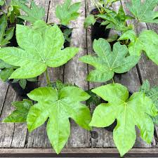 Image result for Alafia orientalis