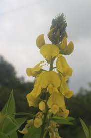 Image result for Crotalaria micans