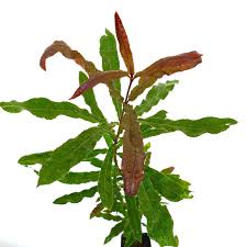 Image result for Macadamia aff. integrifolia