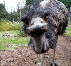 Photobombing General Chat Emus Funny Emu Bird Ostriches