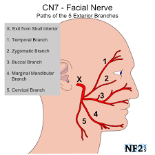 The Facial Nerve Or The Seventh Cranial Nerve Has Both