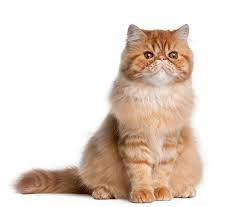 .gambar kucing parsi paling comel kumpulan , 5 gambar comel kucing tidur blog arau, and the gallery for \u0026gt; Kucing Persia Whiskas
