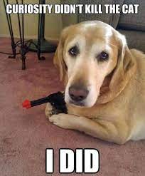 See more ideas about clean memes, memes, bones funny. Laugh Out Loud With The Best Dog Memes Of 2021