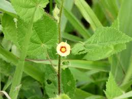 Image result for Sida urens