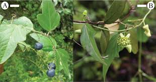 Image result for Passiflora suberosa